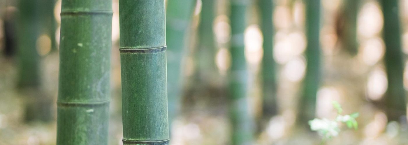 kzw86-bamboo-3764482_1920